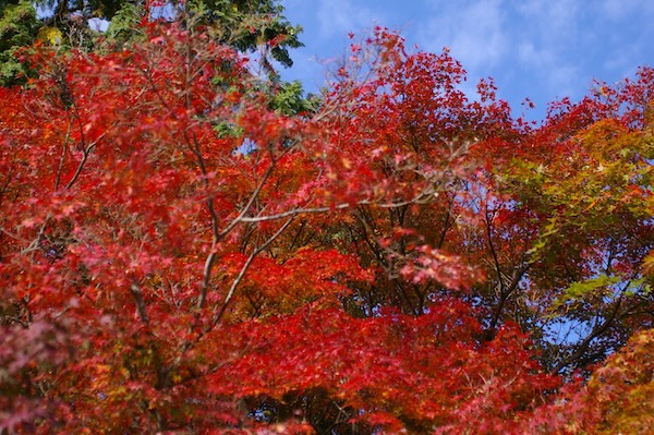 順光の紅葉（2）