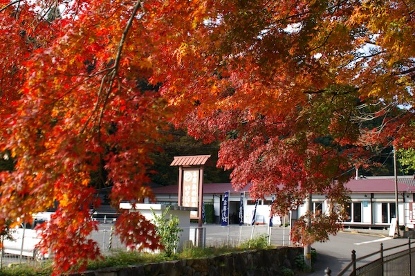 通路に被さる紅葉