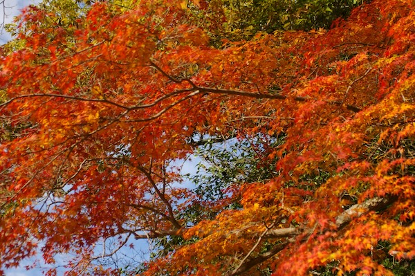 サイド光の紅葉