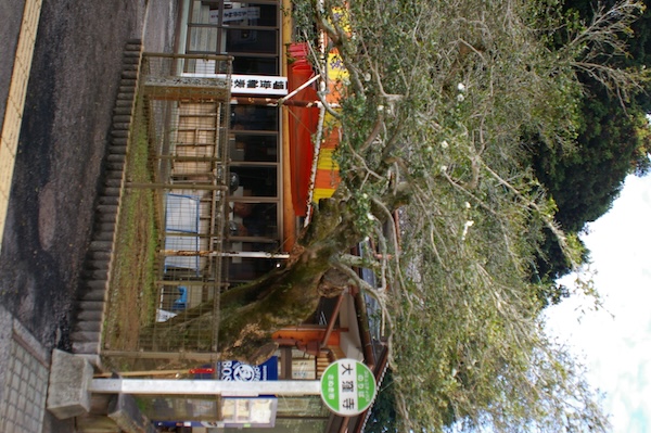 縦構図のサザンカ