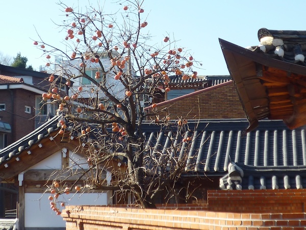 軒先の柿の木（2）