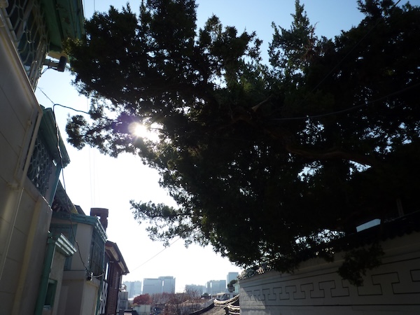 逆光の木漏れ日