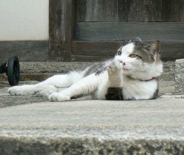 お寺の門前の猫